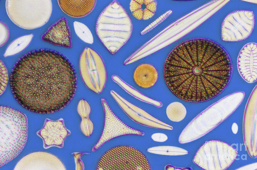Diatoms Photograph by Kent Wood
