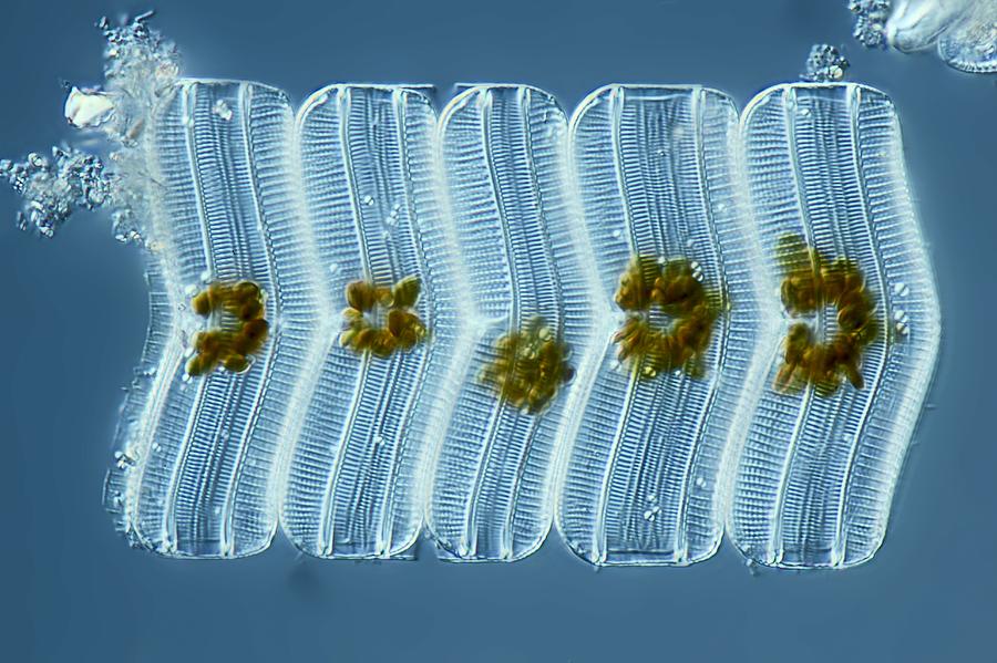 Nature Photograph - Diatoms, light micrograph by Science Photo Library