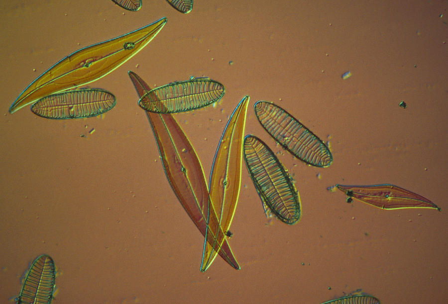Diatoms Photograph by Perennou Nuridsany