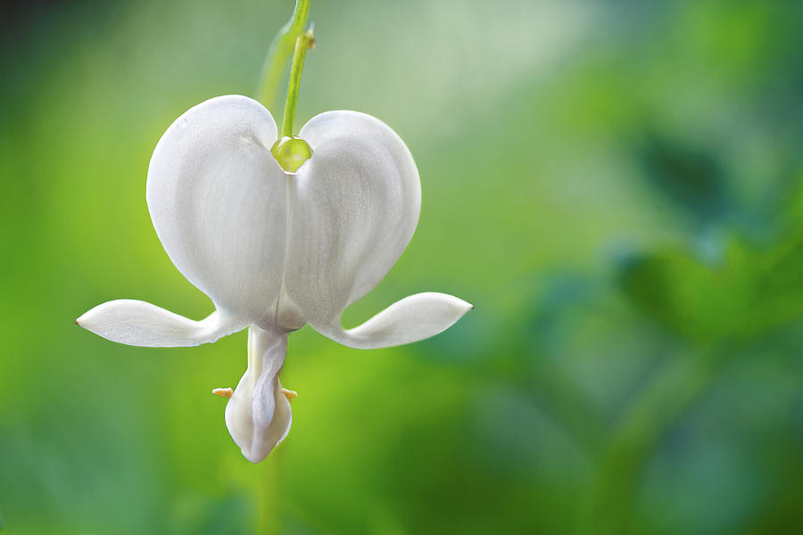 Dicentra Alba Photograph by Mandy Disher Photography