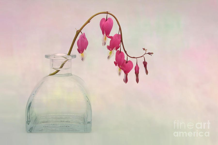 Flowers Still Life Photograph - Dicentra in a Glass Vase 2 by Ann Garrett