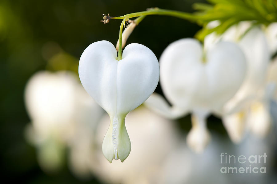 Dicentra Spectabilis Photograph by Dan Hefle