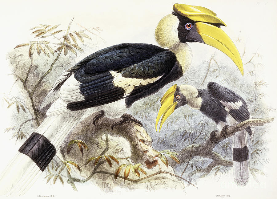 Hornbill Painting - Dichocerus Bicornis by Johan Gerard Keulemans