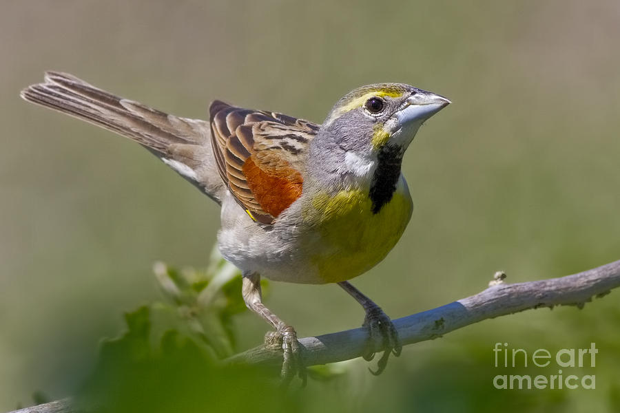 Dickcissel Photograph by Gary Holmes