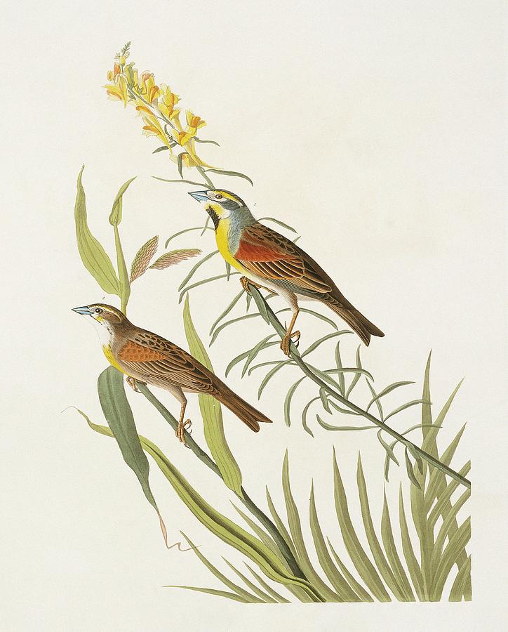 Dickcissel Photograph by Natural History Museum, London/science Photo Library
