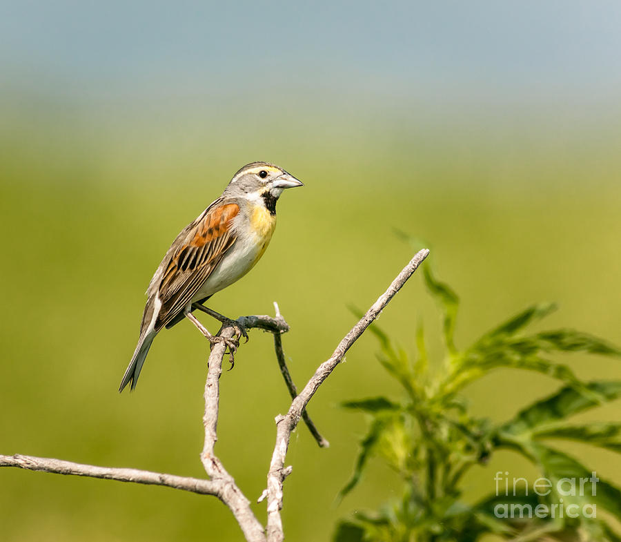 Dickcissel On A Stick Photograph by Robert Frederick