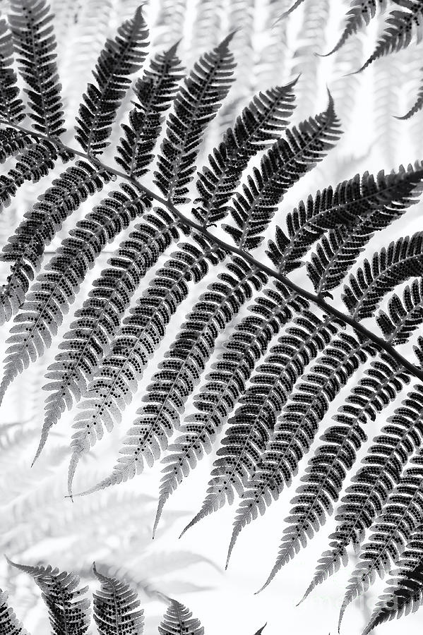 Pattern Photograph - Dicksonia antarctica Tree fern Monochrome by Tim Gainey