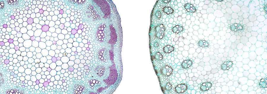 Dicot & Monocot Stem Cross Sections Photograph by Science Stock Photography