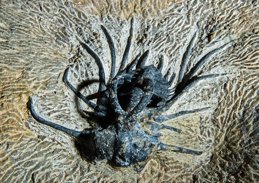 Dicranurus Monstrosus Fossil Photograph by Millard H. Sharp