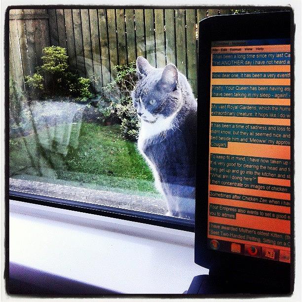 Dictating The Feline Autobiography Photograph by TaNaSen Digital