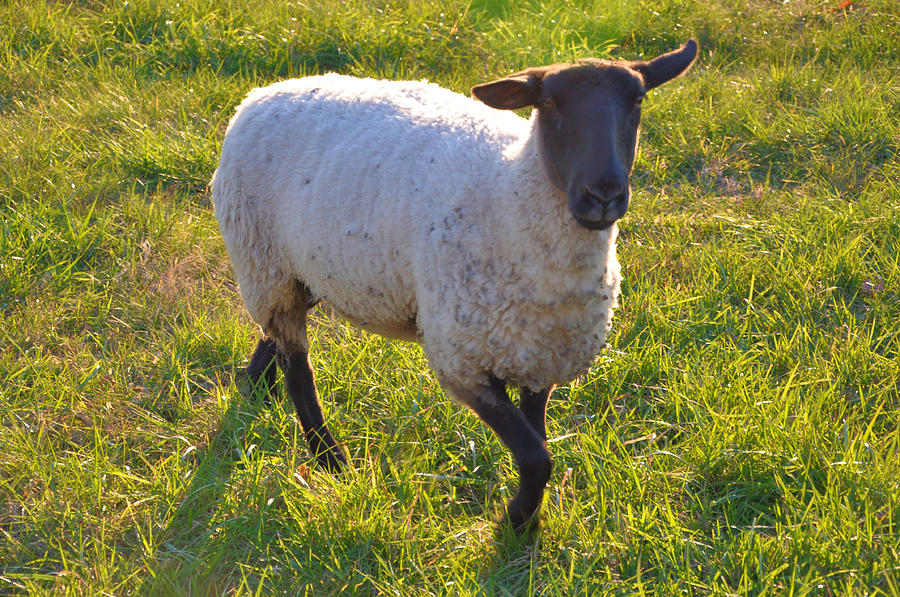 Did Ewe Call Me Photograph by Jan Amiss Photography