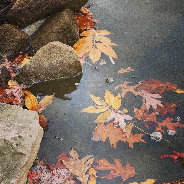 Fall Photograph - Loving Fall by Laura Doty