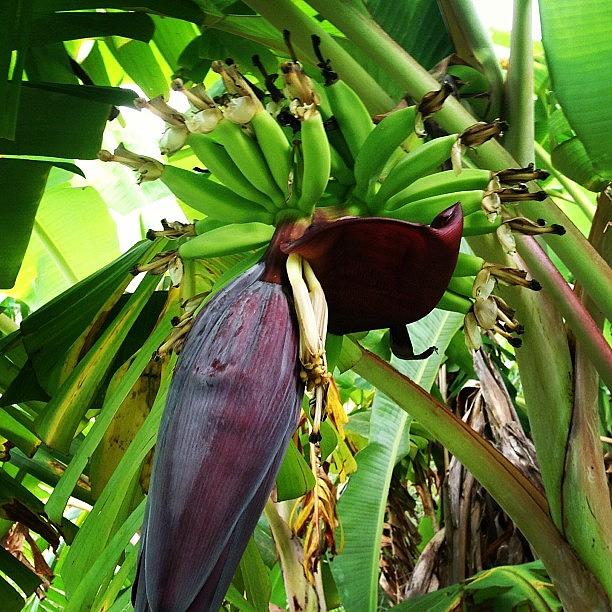 Did I Mention We Have Bananas Growing Photograph by Dan Sardinas