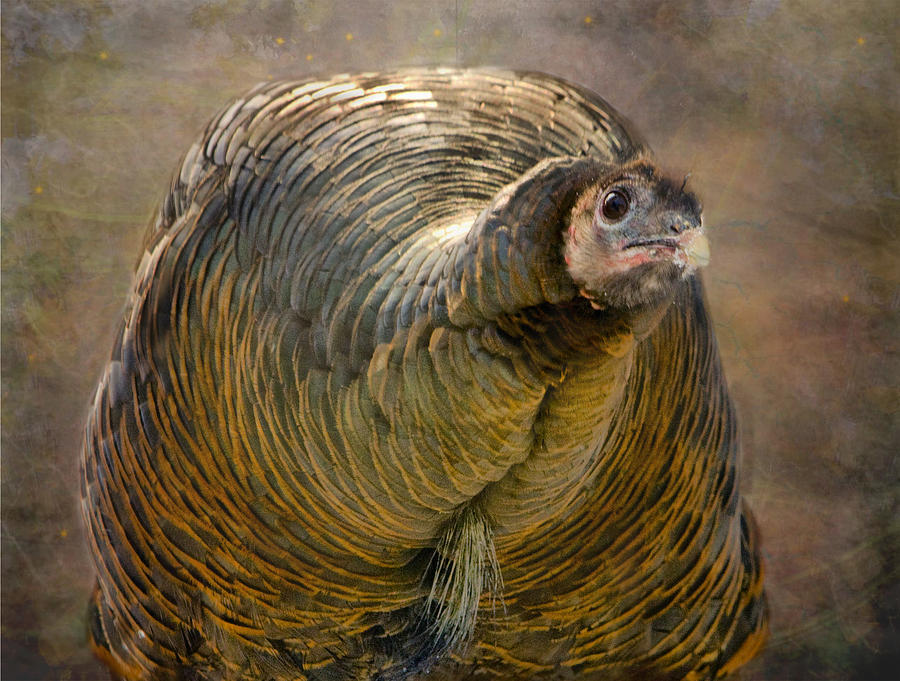 Did I Miss Thanksgiving?  Photograph by Betty  Pauwels