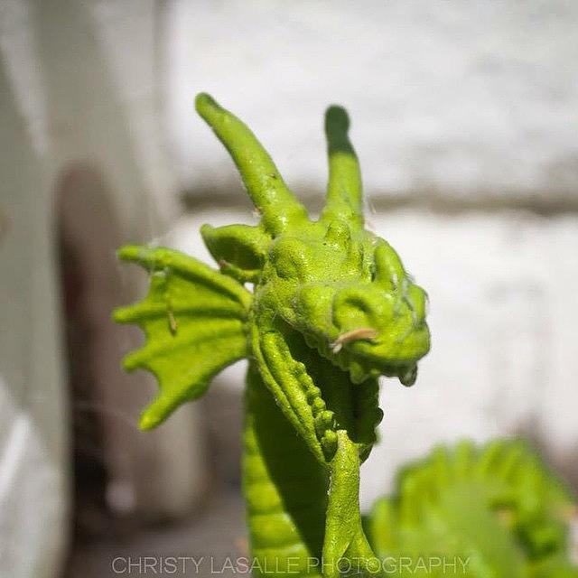 Dragon Photograph - Did The Dragon Sneeze His Head Off? by Christy LaSalle