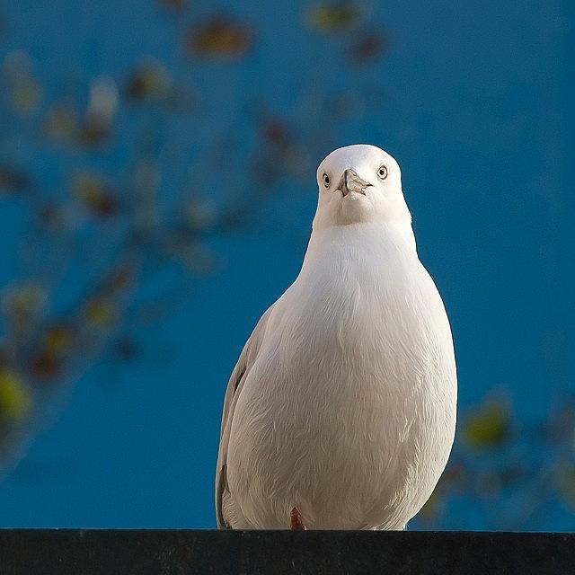 Did You Know That Seagulls Are Able To Photograph by Addie Dordoma
