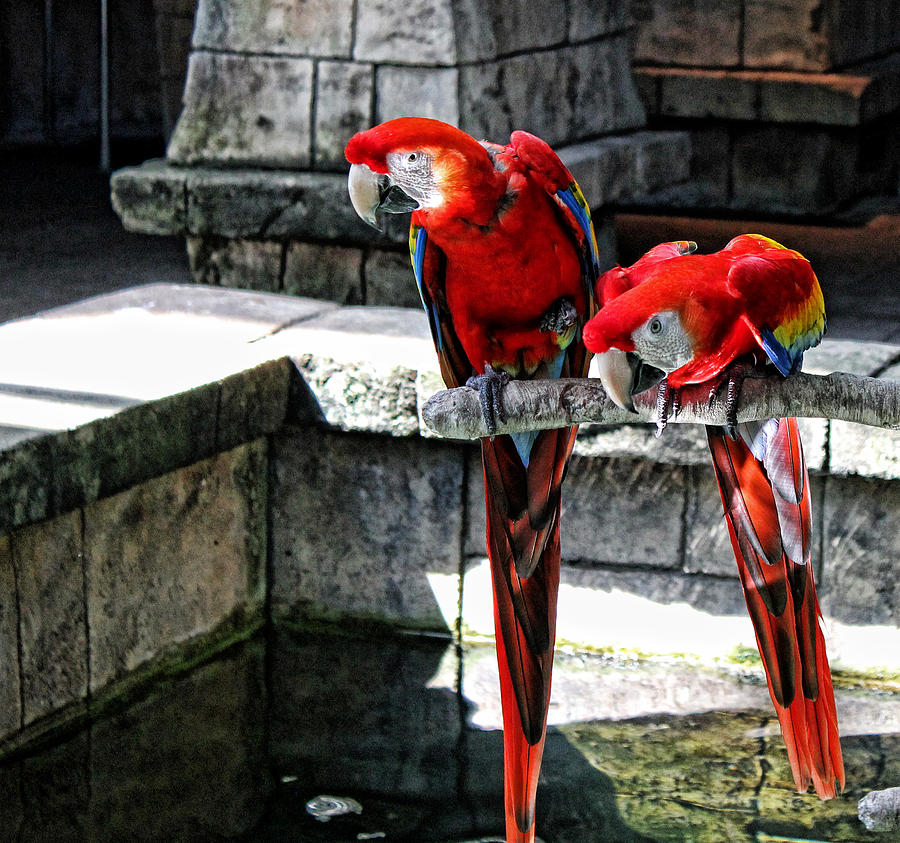 Macaw Photograph - Did You See That by Judy Vincent