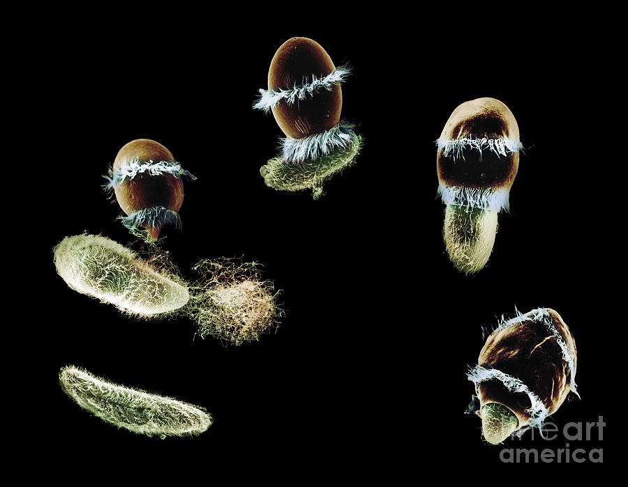 Feeding Photograph - Didinium Ingesting Paramecium #1 by Greg Antipa
