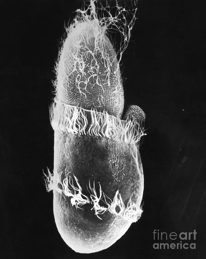 Didinium Ingesting Paramecium Sem Photograph by Greg Antipa
