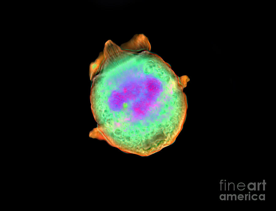 Science Photograph - Didinium Sp Protozoa Lm by Garry DeLong