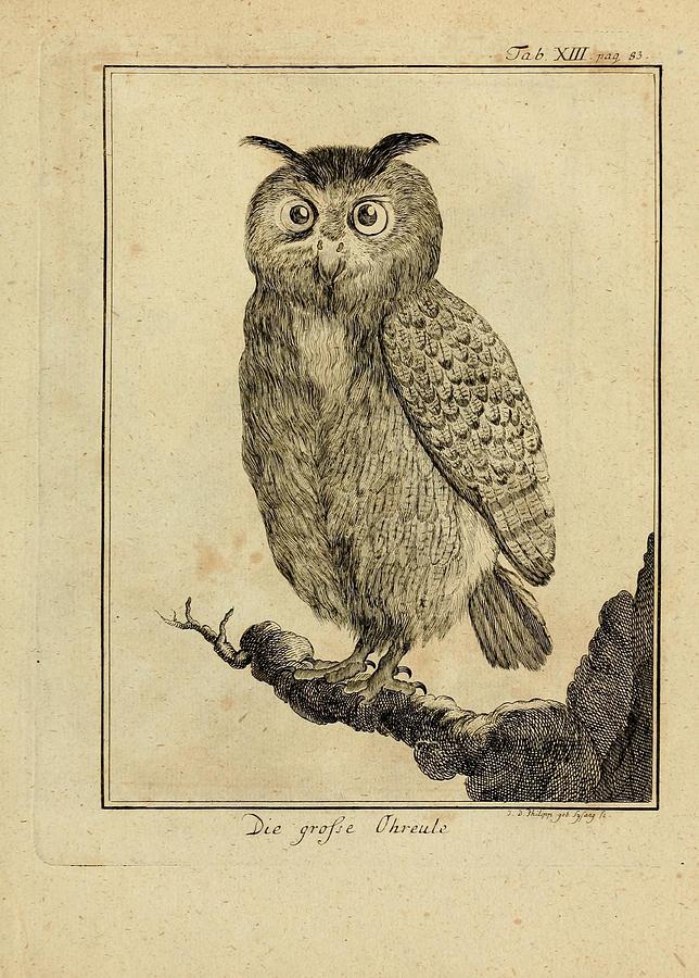 Owl Drawing - Die Grosse Ohreale by Philip Ralley