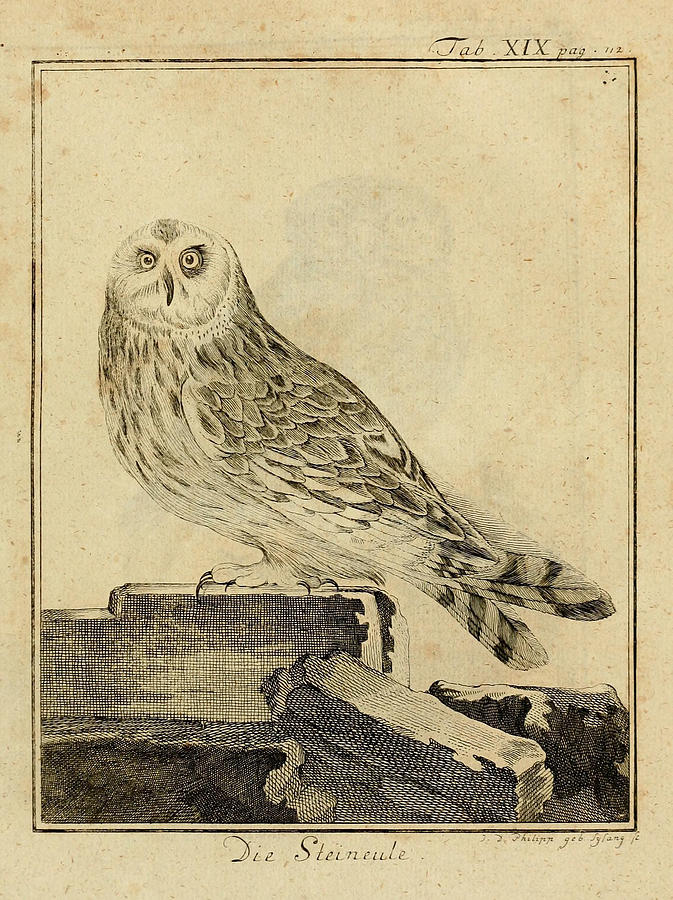 Owl Drawing - Die Stein Eule or Church Owl by Philip Ralley