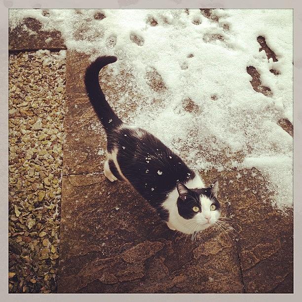 Diego Confused By The Snow Photograph by Paul Taylor