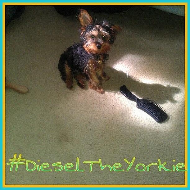 Dog Photograph - #dieseltheyorkie #diesel #yorkshire by Vivid Audacity