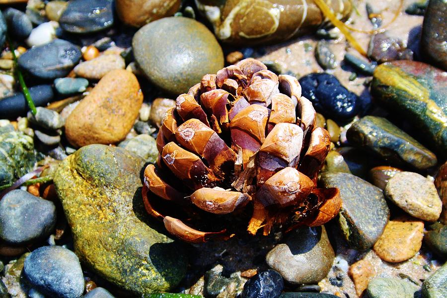 Fir Cone Photograph - Differ by MayRoth