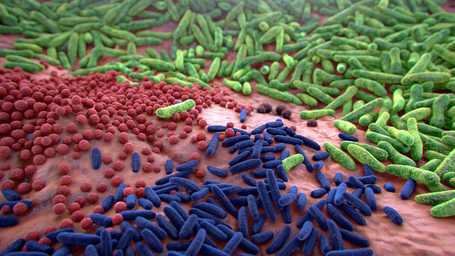 Bacterium Photograph - Different Bacterial Flora by Thierry Berrod, Mona Lisa Production