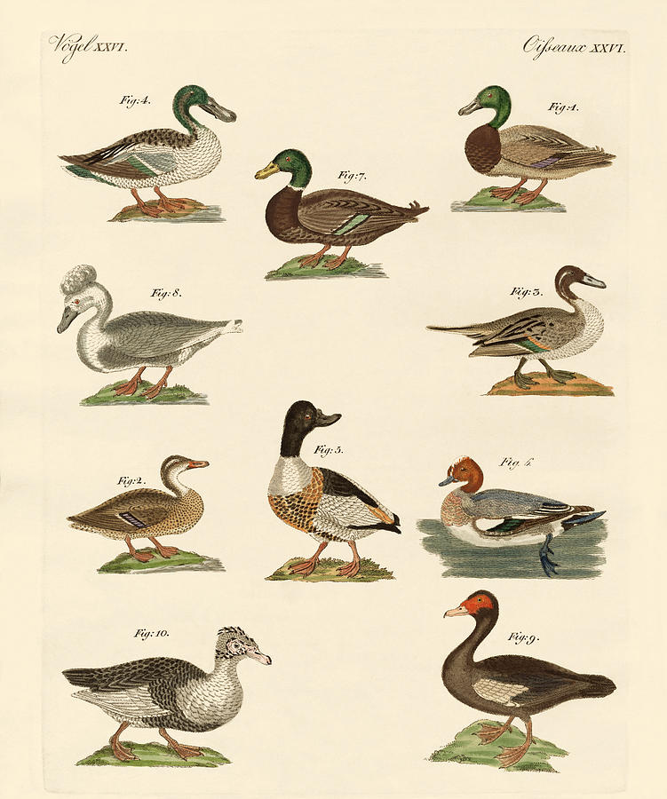 Bird Drawing - Different kinds of ducks by Splendid Art Prints