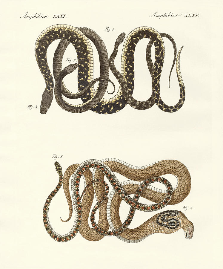 Reptile Drawing - Different kinds of foreign colubrids by Splendid Art Prints