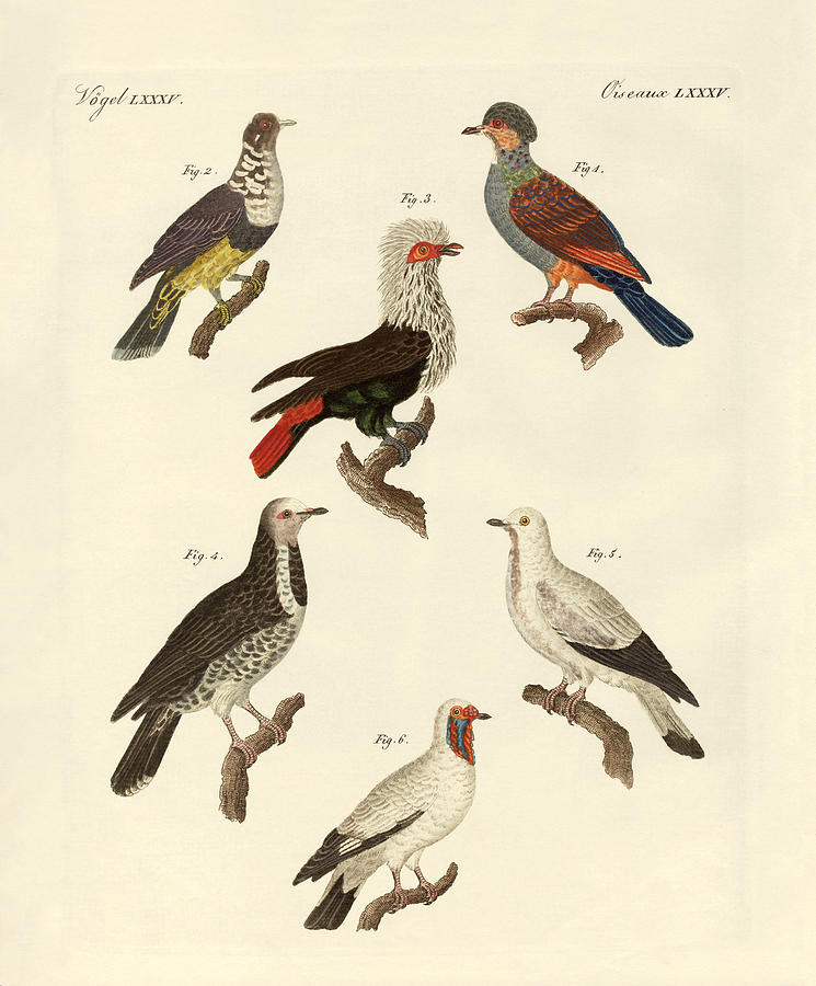 Bird Drawing - Different kinds of foreign pigeons by Splendid Art Prints