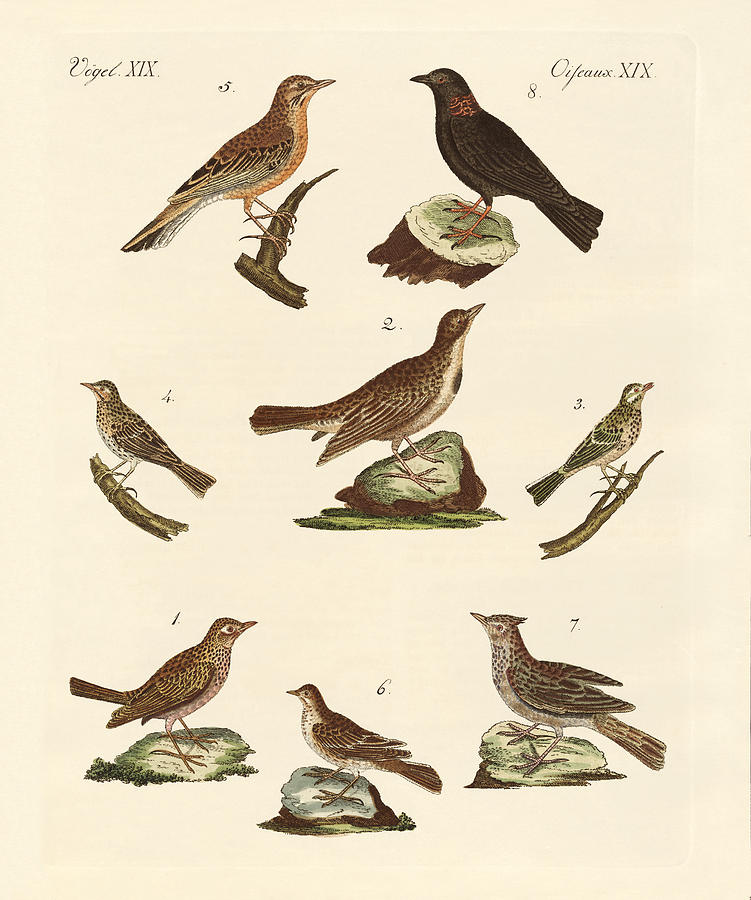 Meadowlark Drawing - Different kinds of larks by Splendid Art Prints