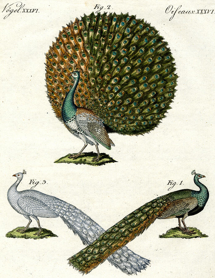 Different kinds of peacocks Drawing by German School