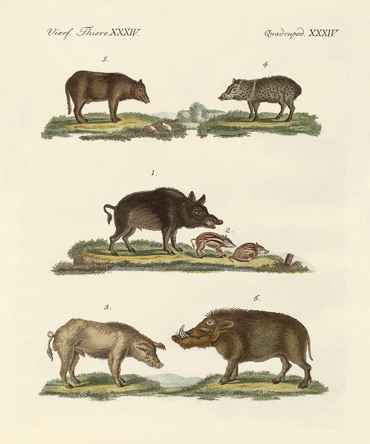 Pig Drawing - Different kinds of pigs by Splendid Art Prints