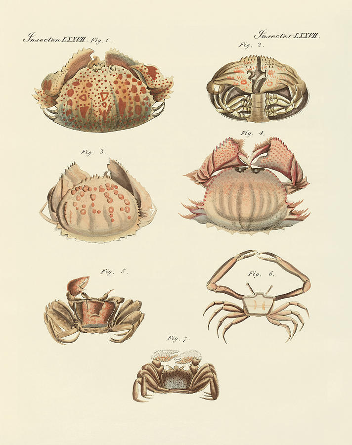 Fish Drawing - Different kinds of shrimps and crabs by Splendid Art Prints