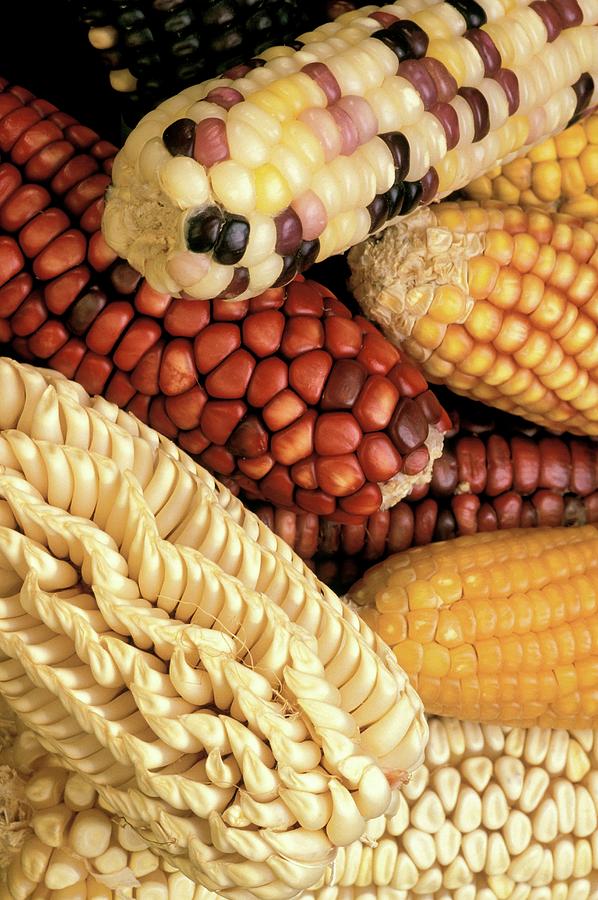Different Maize Varieties Photograph by Keith Weller/us Department Of Agriculture/science Photo Library