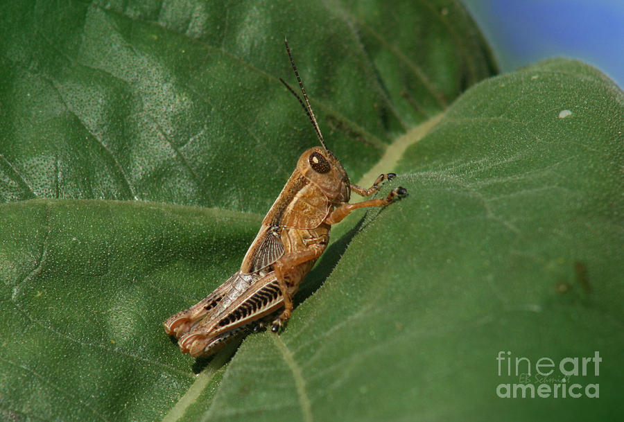 Differential Grasshopper Photograph by E B Schmidt
