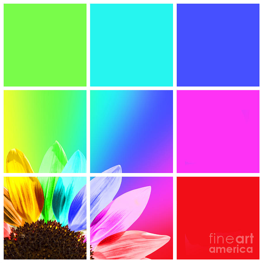 Diffraction of light, rainbow colored sunflower Photograph by Delphimages Photo Creations