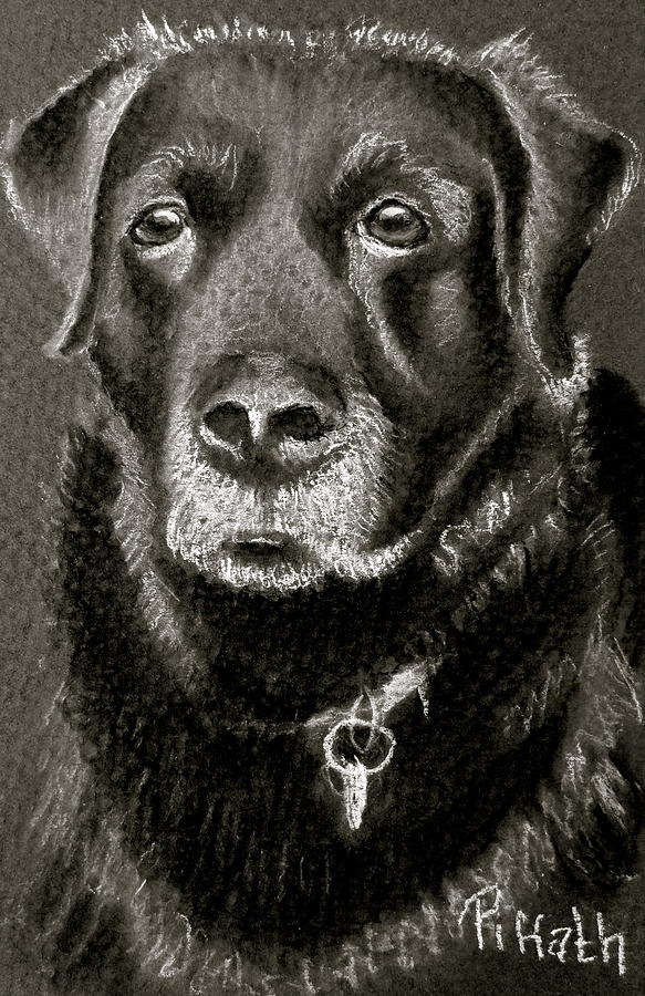 Digby Drawing by Patricia Piffath
