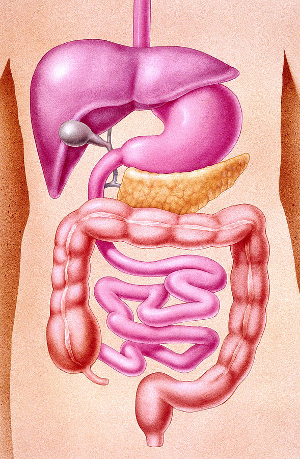 Digestive System Photograph by Bob L. Shepherd