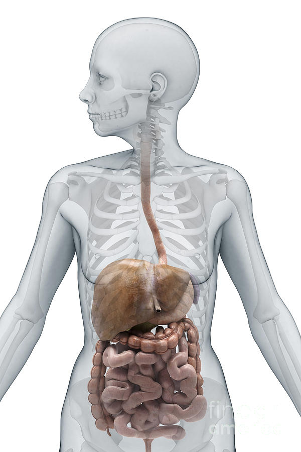 Digestive System Female Photograph by Science Picture Co