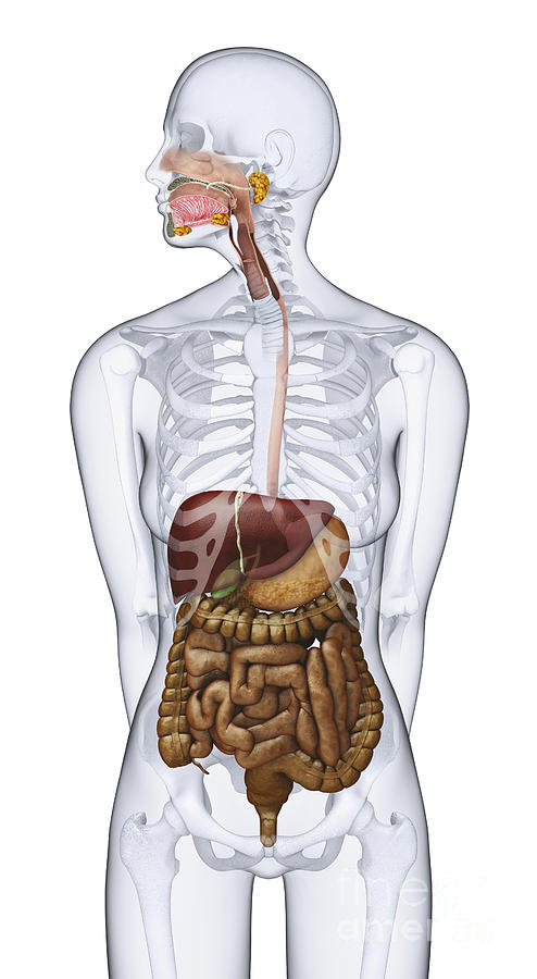 Digestive System, Illustration Photograph by Dorling Kindersley