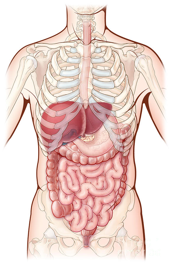 Digestive System, Illustration Photograph by Evan Oto