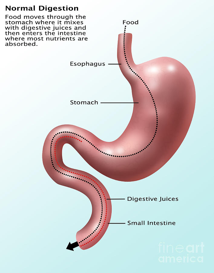 Digestive System, Illustration Photograph by Gwen Shockey