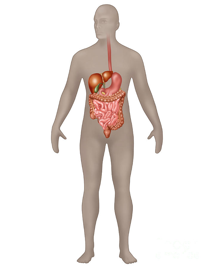 Digestive System In Male Anatomy Photograph by Gwen Shockey