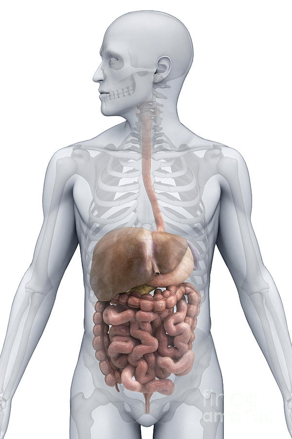 Digestive System Male Photograph by Science Picture Co