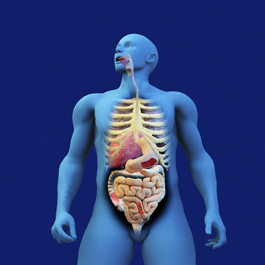 Digestive System Of Anatomical Model Photograph by Ikon Ikon Images
