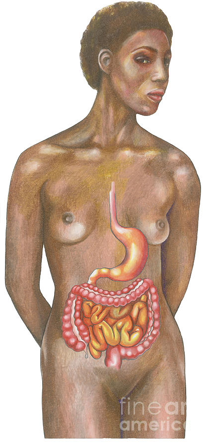 Digestive System On A Female Figure Photograph by Gwen Shockey